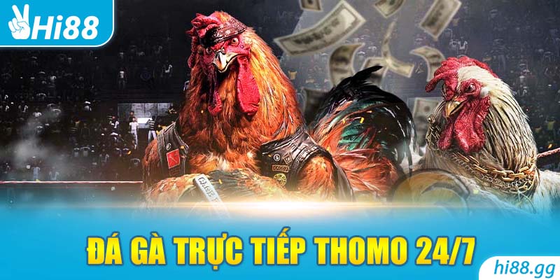 Đá Gà Trực Tiếp Thomo 24/7 - Cơ Hội Kiếm Tiền Khủng