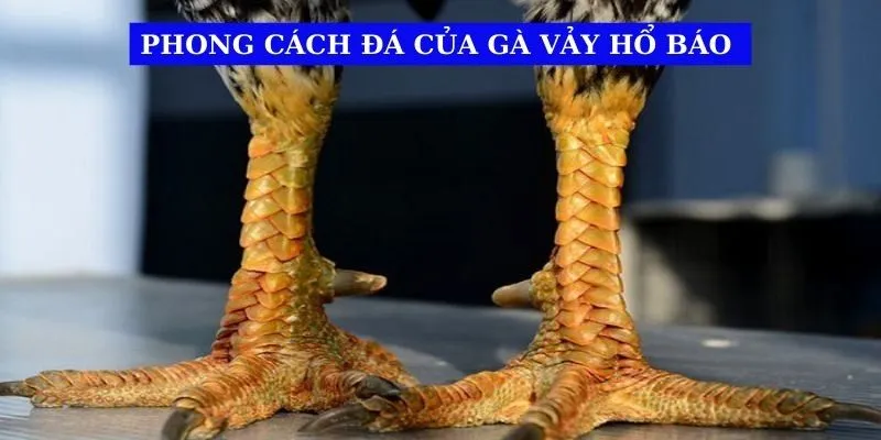 phong-cach-da-cua-ga-vay-ho-bao