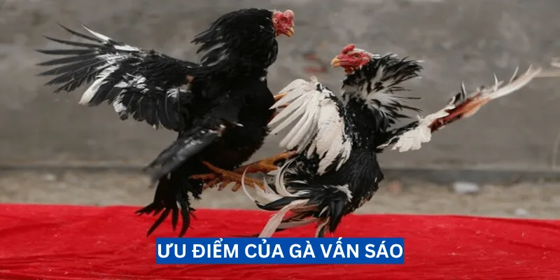 uu-diem-cua-ga-van-sao